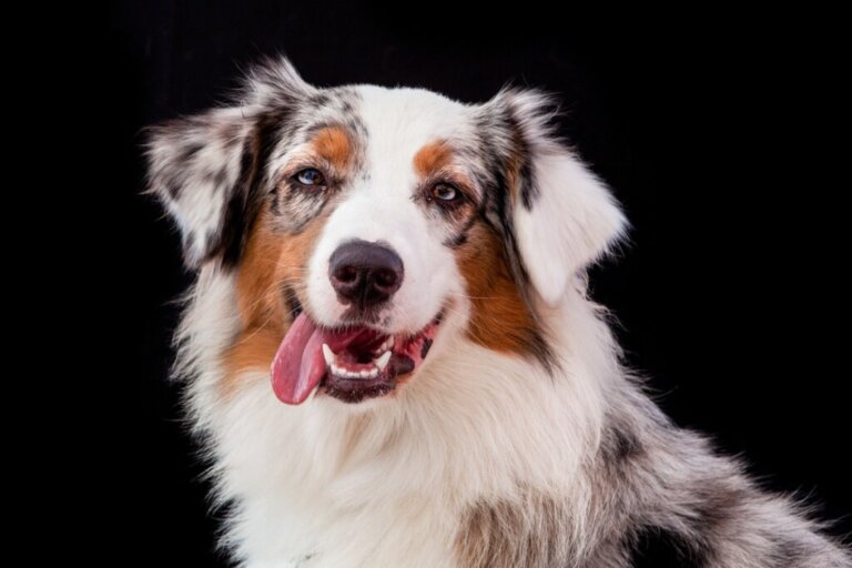 Differences Between The Border Collie and the Australian Shepherd