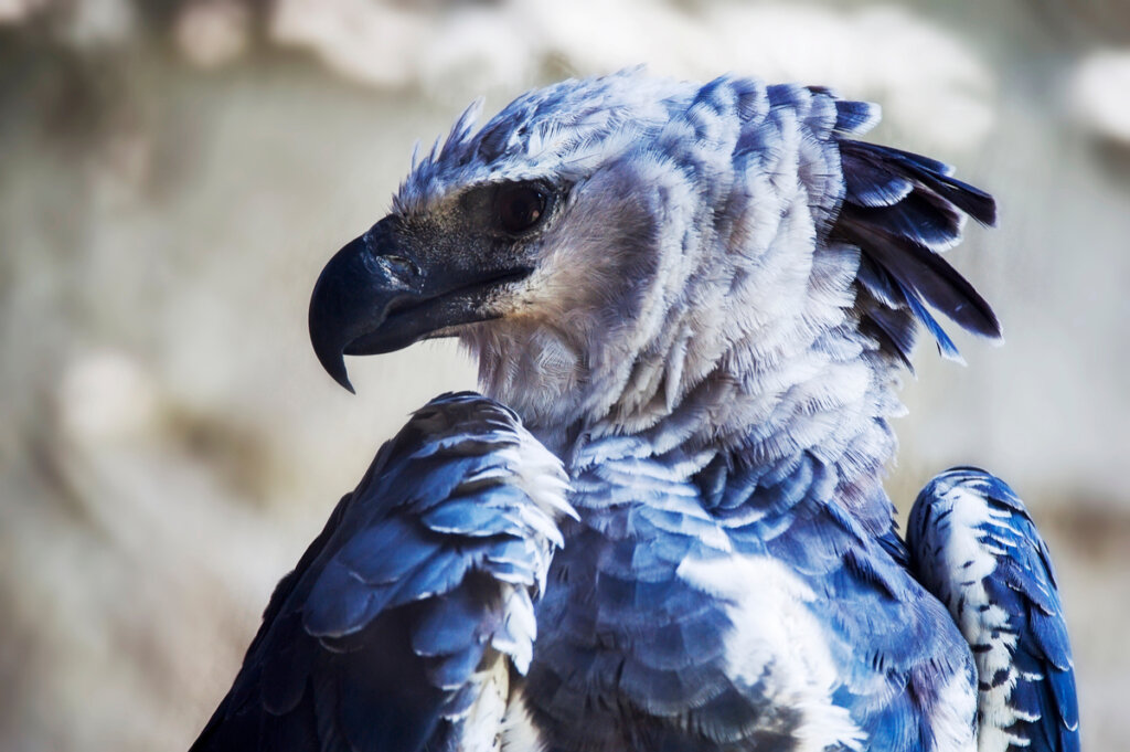 Οι Harpy Eagles κινδυνεύουν με εξαφάνιση λόγω της αποψίλωσης των δασών στον Αμαζόνιο