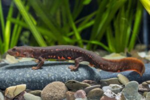 10 Curiosities About Newts