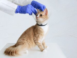 10 Signs Your Cat Could Have Cancer