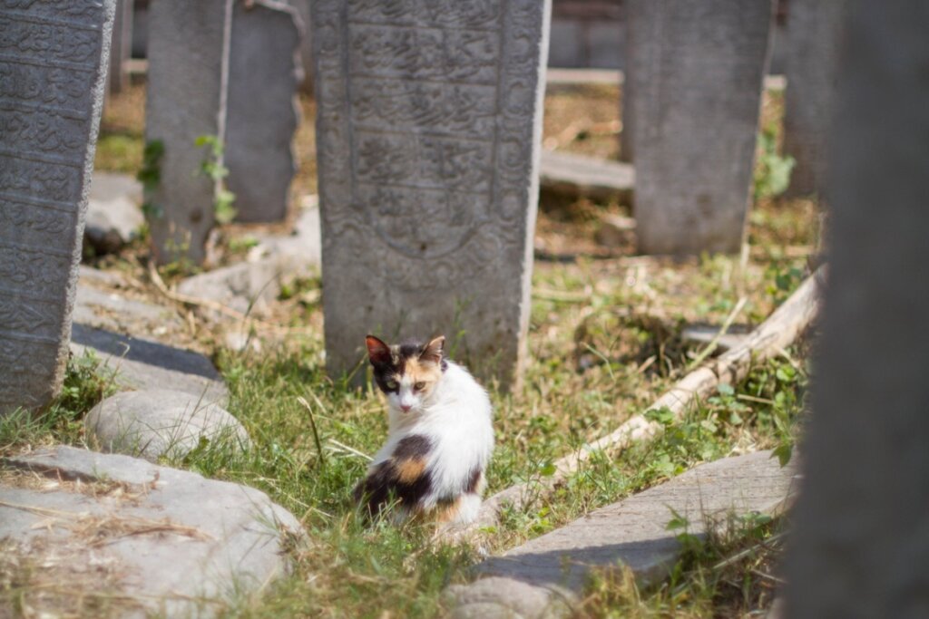 12 Signs that a Cat’s Going to Die