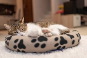 Where Should Your Cat Sleep?