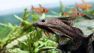 How Many Fish Can You Put in Your Aquarium?