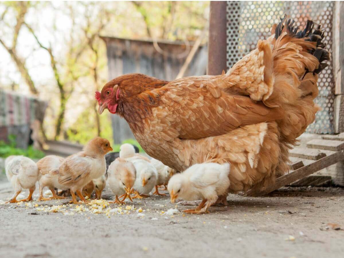 A chicken caring for its chicks.