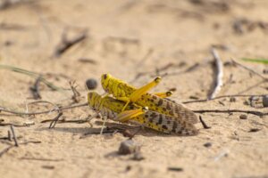 10 Curiosities About Locusts
