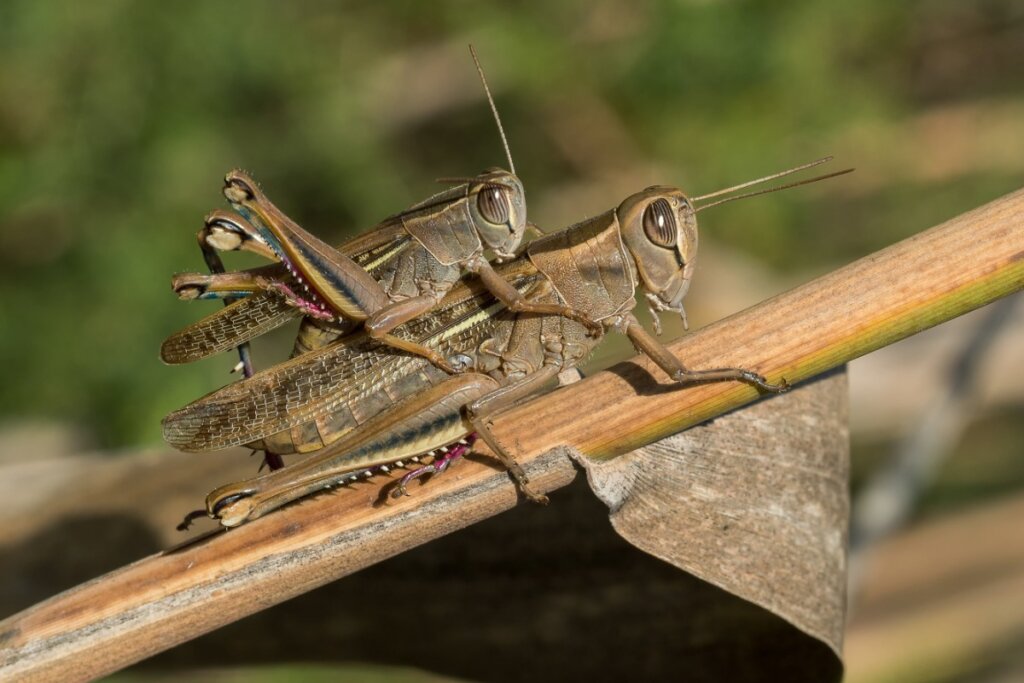 Οι διαφορές μεταξύ Grasshoppers και Locusts
