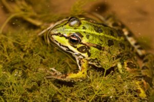 Can Frogs Breathe Underwater?