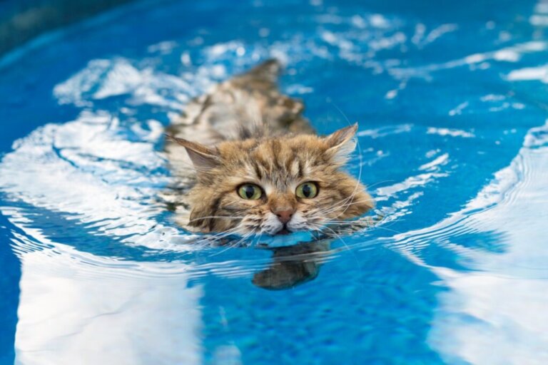 6 breeds of cats that like water
