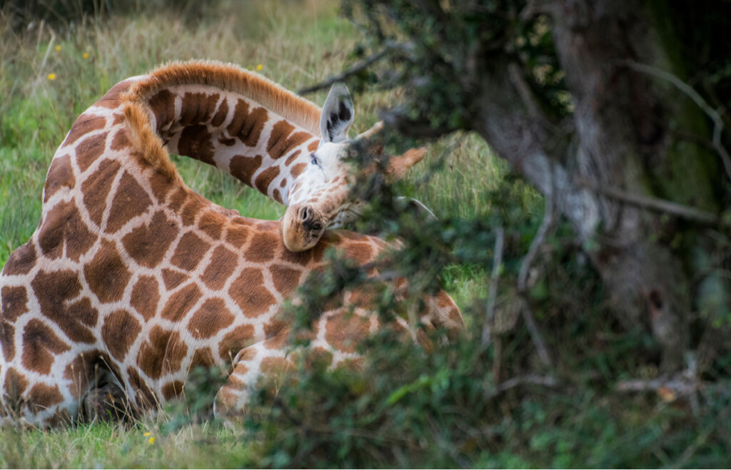 thumbnail image 2 of How Do Giraffes Take Naps? (Little Golden Book) By Diane Muldrow – Hardcover 2 of 5