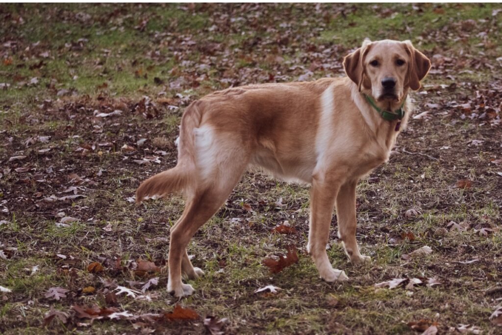 Golden Labrador: Όλα για αυτή τη ράτσα