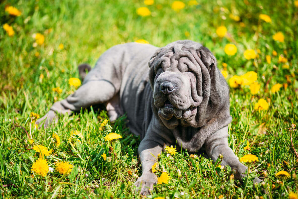 En stor grå shar pei som ligger i gräset.