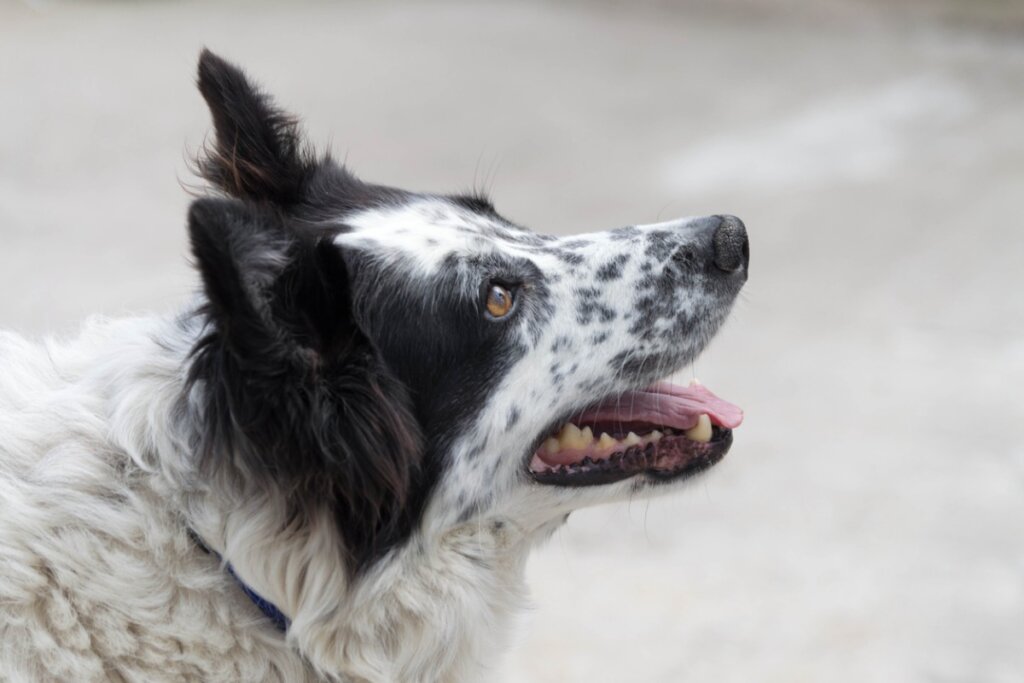 The Carea Leonés: Everything About This Breed