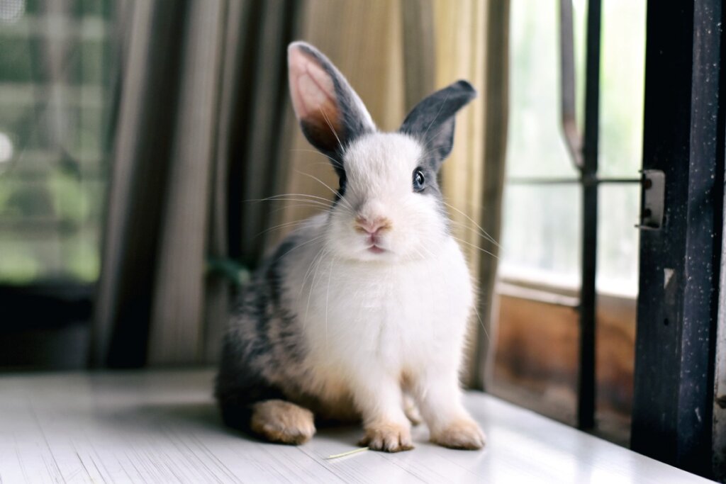 Why does my rabbit have a droopy ear?