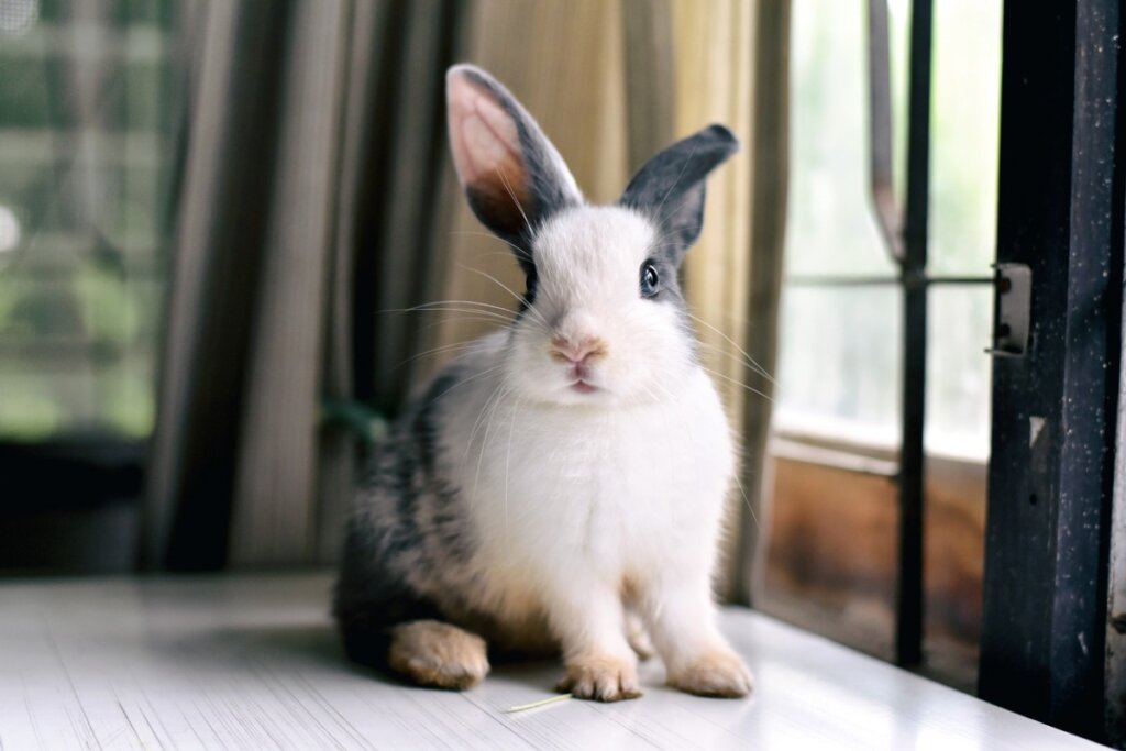 Why Does My Rabbit Have a Droopy Ear?