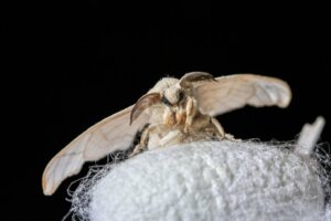 10 Curiosities About Moths