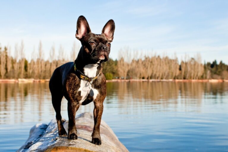 The Frenchton: All About this Breed