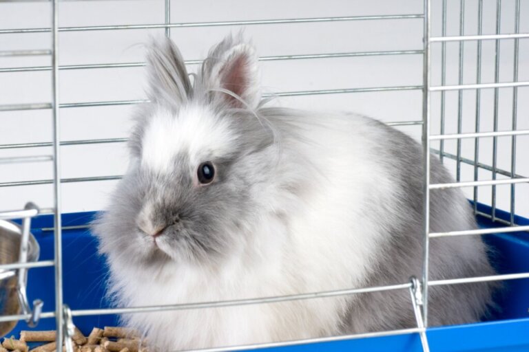 Why Does My Rabbit Bite its Cage?