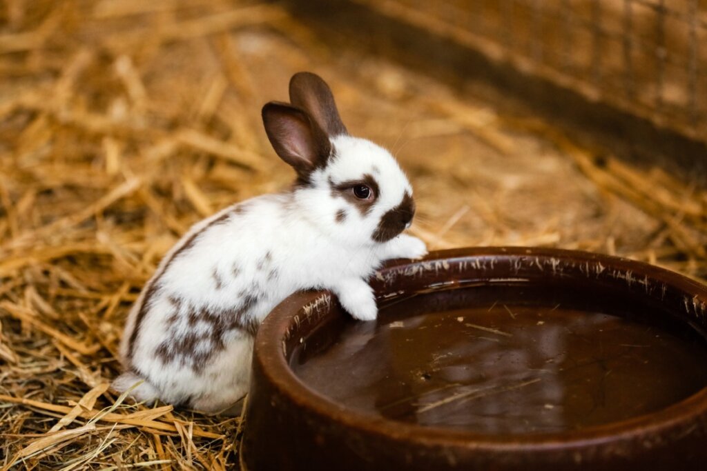 Do Rabbits Drink Water?