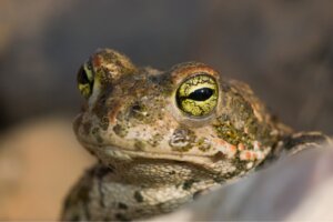 9 Animals that Breathe Through Their Skin