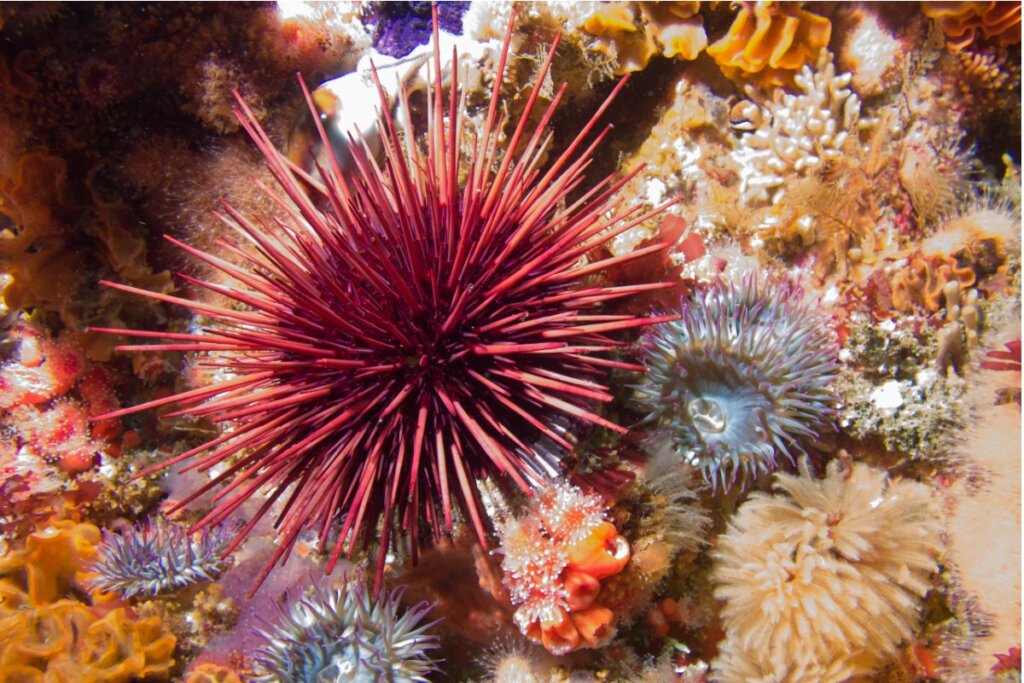What Do Sea Urchins Eat?