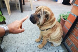 How to Train a Shar Pei?