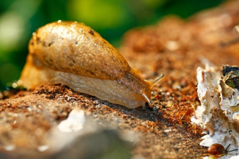 10 Curiosities About Slugs