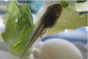 What Do Tadpoles Eat?