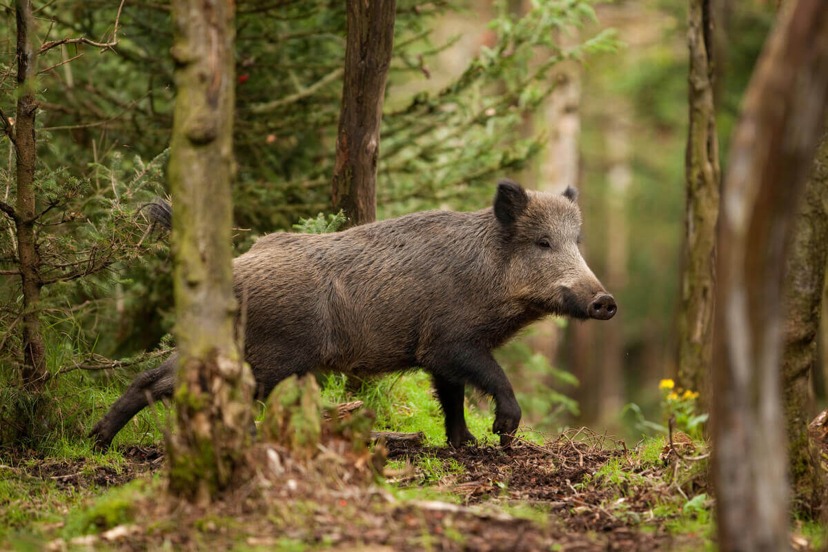 A wild boar walking in the forest.