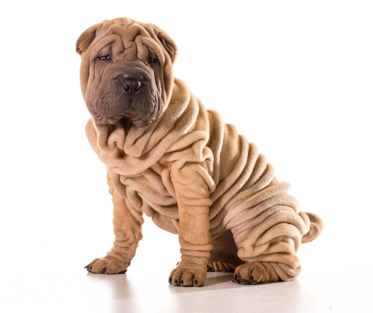 En rynkig Shar pei.