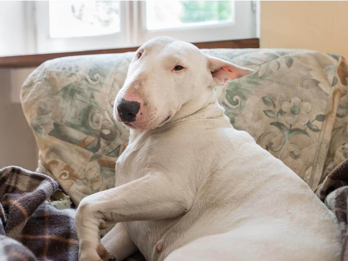 An English bull terrier on a couch.