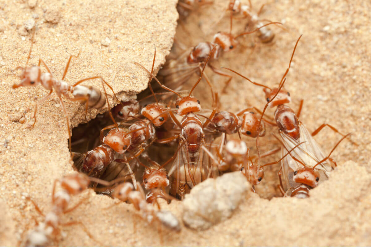 A colony of ants in the sand.