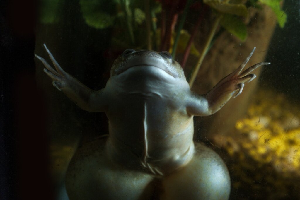 African Clawed Frog: Habitat and Characteristics