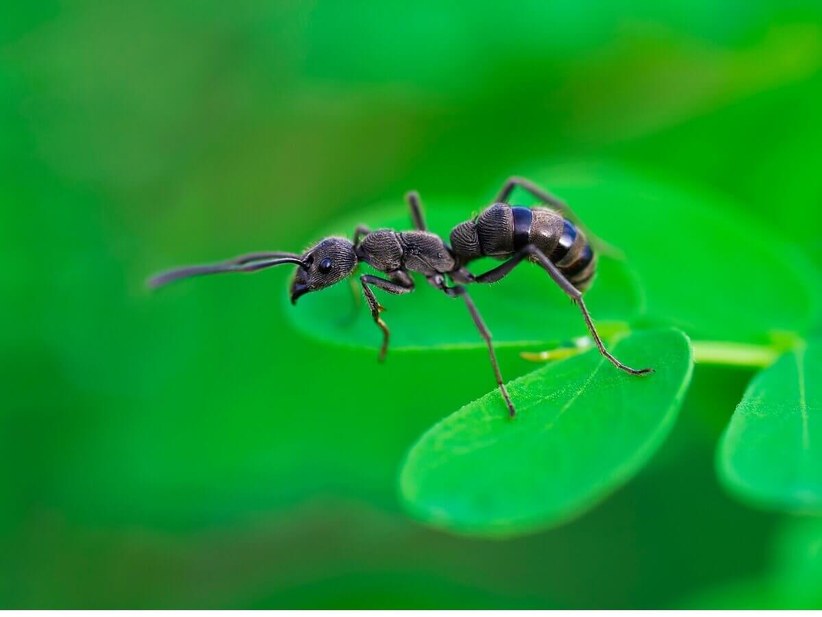 An ant on a leaf.
