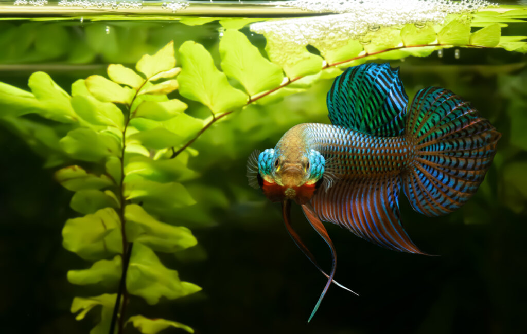 Why are betta fish aggressive?