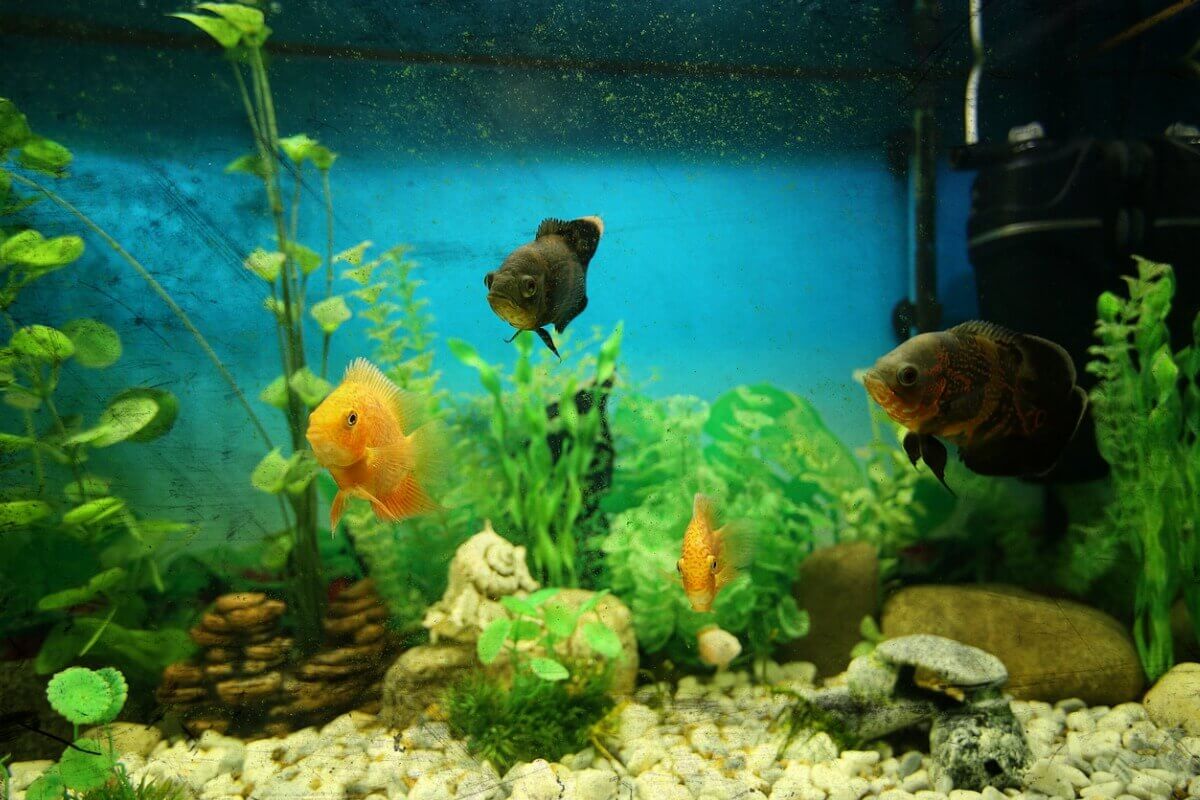 Fisk i akvarium