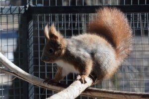 7 Tips for Caring for Squirrels