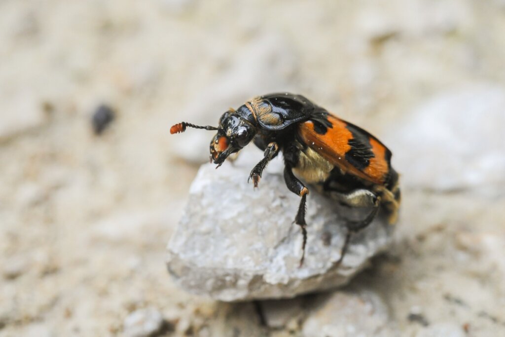 How Burying Beetles Protect Their Food