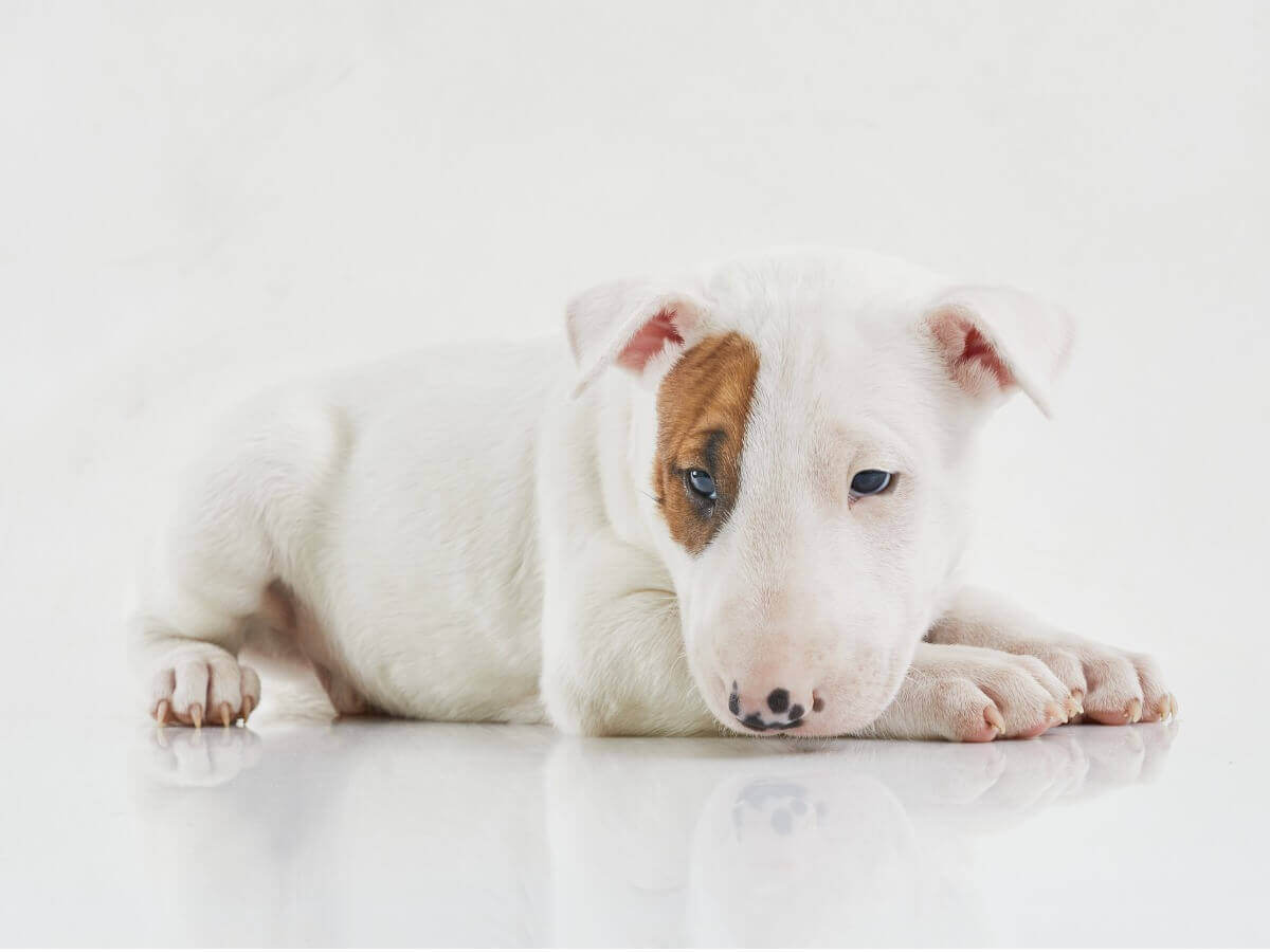 En bull terrier valp.
