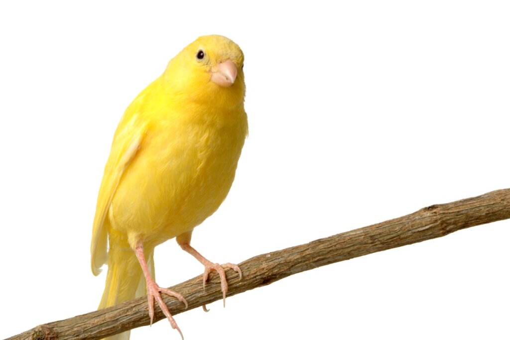 The Benefits of Broccoli for Canaries