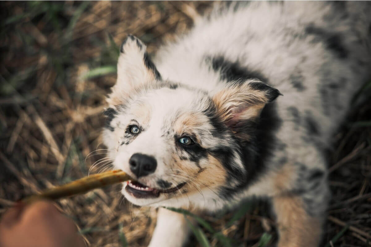 A Carea Leonés pulling on a stick with its mouth.