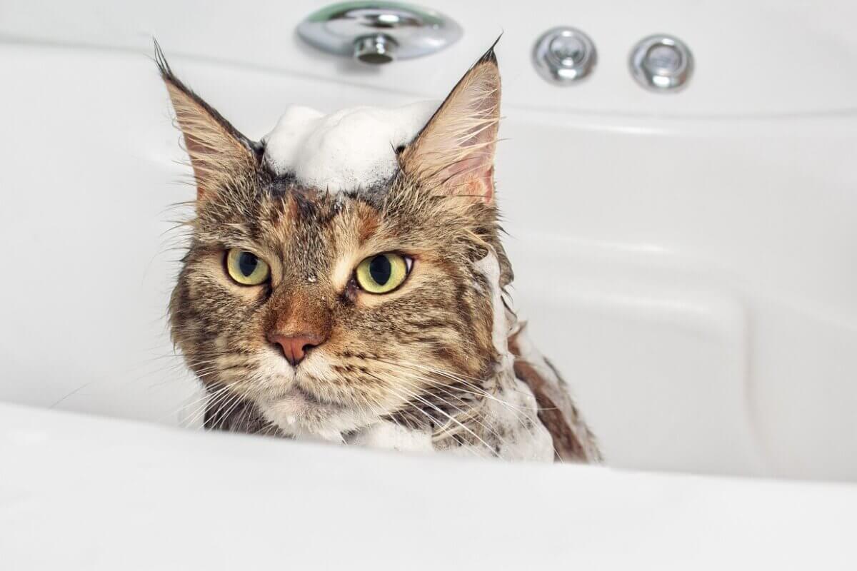 A cat taking a back in the tub.