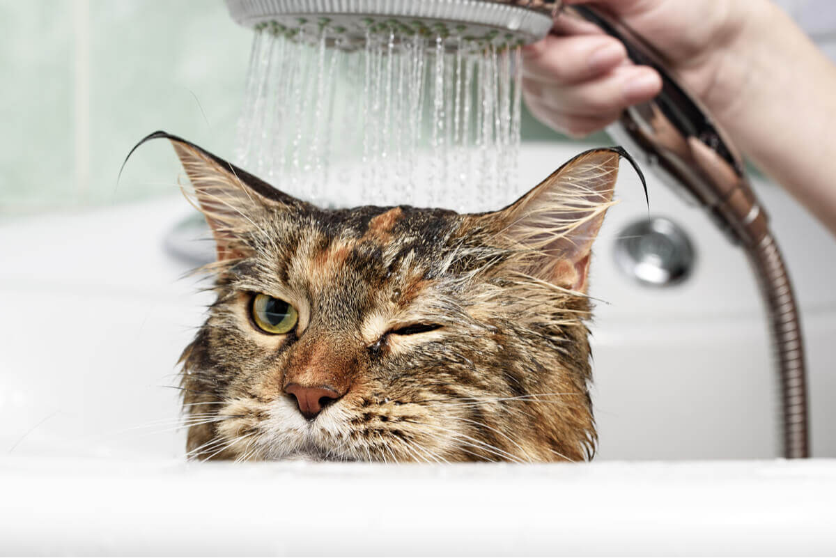 En katt som bader.