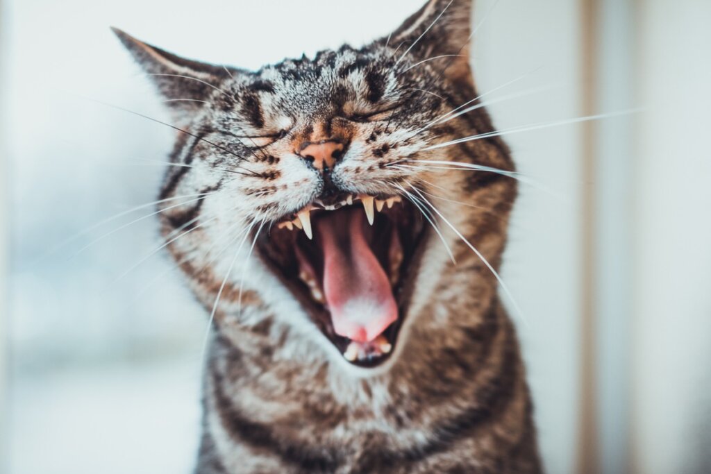 When Do a Cat's Teeth Erupt?