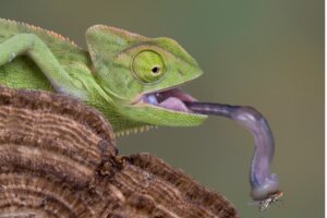 Do Chameleons Drink Water?