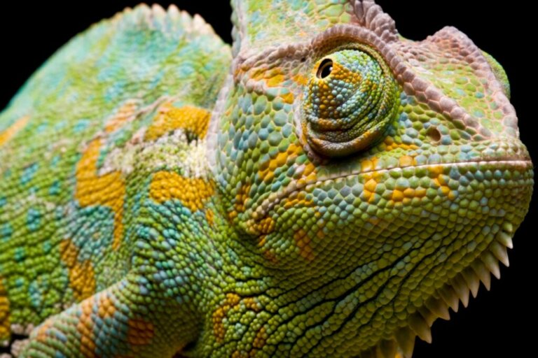 How Long Do Chameleons Live?