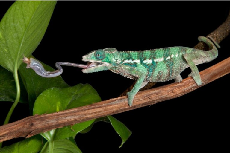 The Secrets of the Chameleon's Tongue