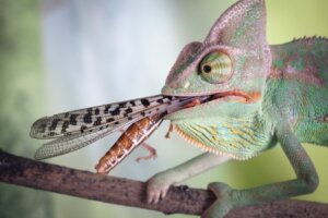 What Do Chameleons Eat?