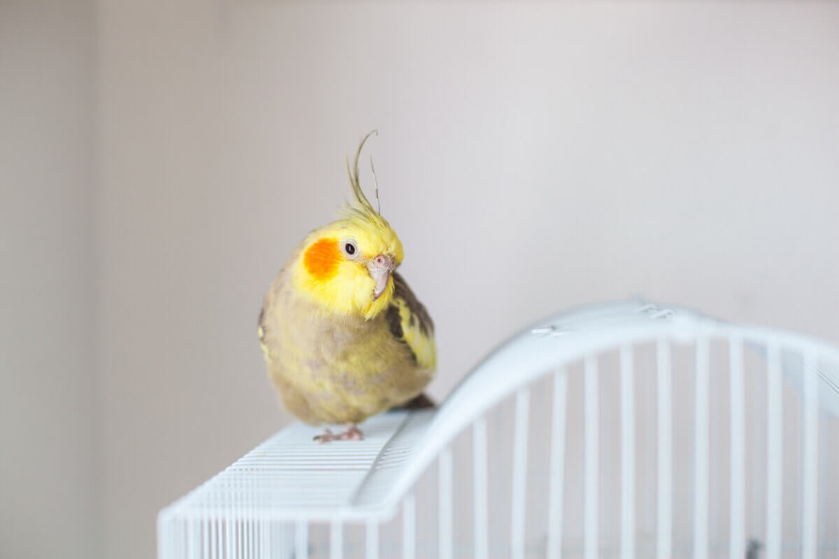 A cockatiel perched on top of a cage.