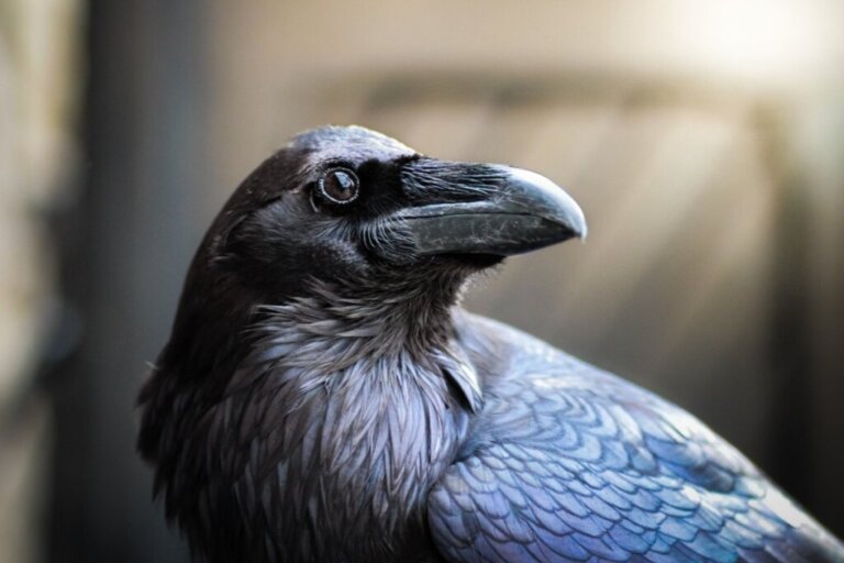 The Common Raven: Habitat and Characteristics