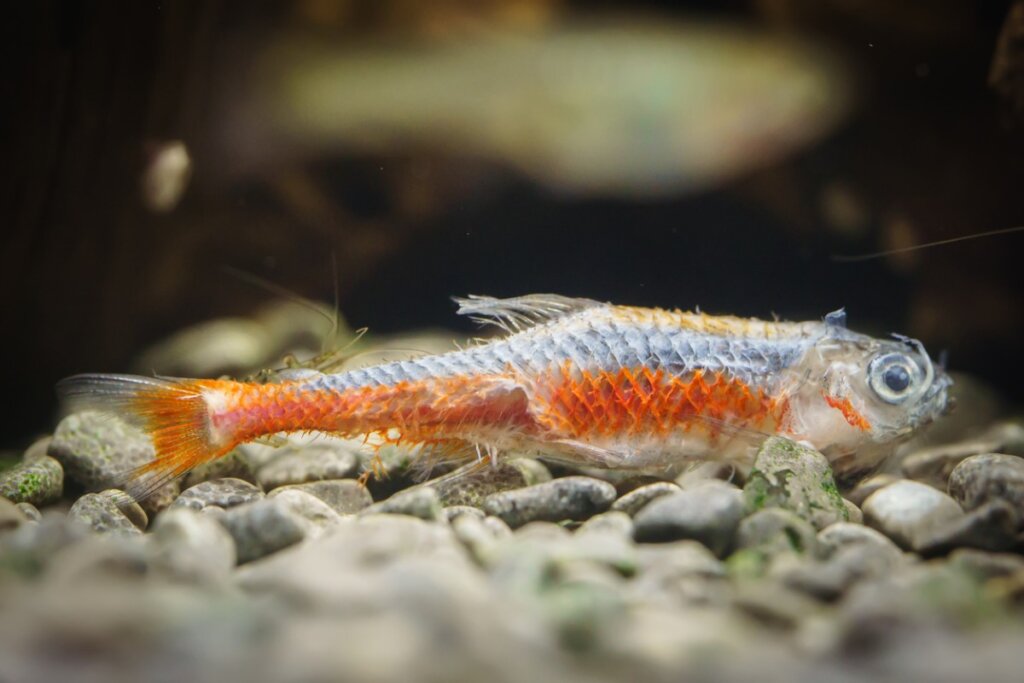 My Fish Has a White Coating on its Body: What Is It?